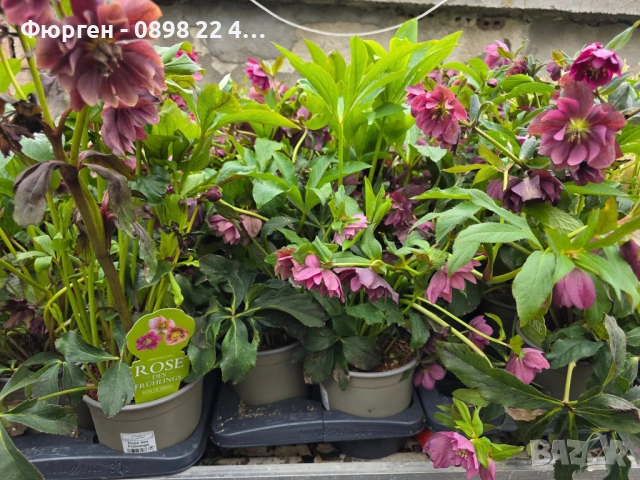 Кукуряк (Helleborus), снимка 2 - Разсади - 53381742