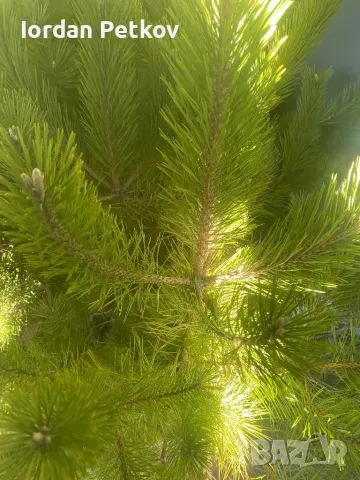 Бор, снимка 6 - Градински цветя и растения - 48089700