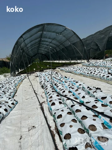 Чували за отглеждане на растения, снимка 2 - Оранжерии - 51148506