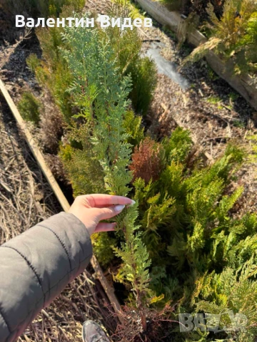 🌴 Палми Вашингтония, Маслини, Мандарини и Туя за продажба 🌿 💰 Отлични цени и налични количества П, снимка 5 - Други - 53854478