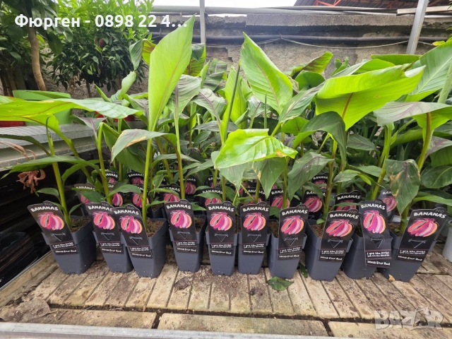 Муса Ever Red – Декоративен Червен Банан, снимка 2 - Разсади - 52714196