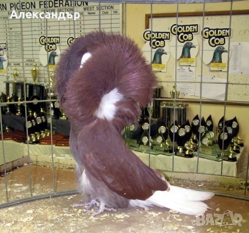 Гълъб Якалия на 1 година