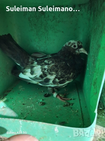 Гълъби на въртене 40 лв всичките, снимка 5 - Гълъби - 52514591