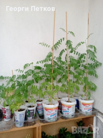 Цезалпиния, Жълта Райска Птица , снимка 6 - Градински цветя и растения - 51287941