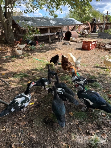 Глухонеми юрдеци, снимка 1