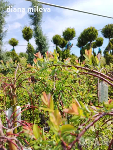 Плачеща върба, Salix Integra Pendula, снимка 8 - Градински цветя и растения - 50247216