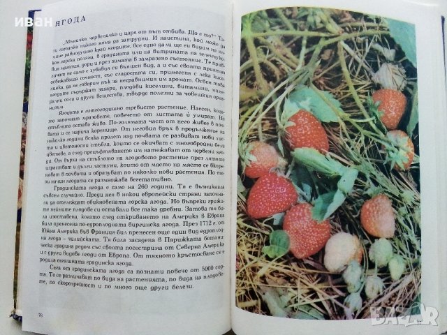 Албум за растения и животни - Н.Боев,С.Петров,П.Кръстев - 1976г., снимка 3 - Енциклопедии, справочници - 40616804