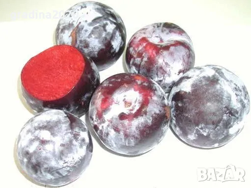 Слива Черен Сплендор - BLACK SPLENDOR, снимка 3 - Разсади - 47897942