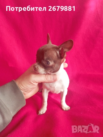 Момиче бяло с шоколад