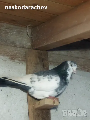 Гълъби на въртене и глас дрезгави различни цветове , снимка 13 - Гълъби - 48636361