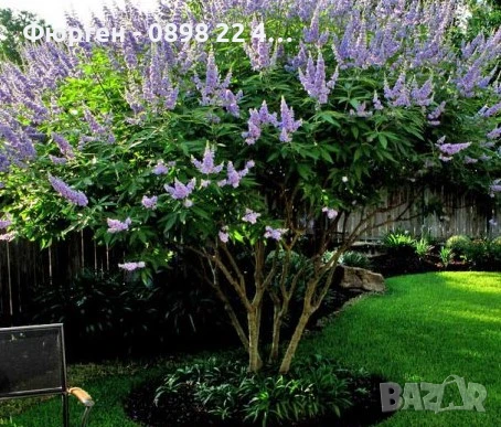 Дърво на целомъдрието (Vitex agnus castus) АВРАМОВО ДЪРВО, ВИТЕКС АГНУС КАСТУС, снимка 7 - Разсади - 46564154