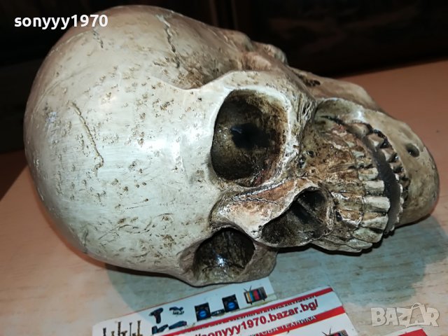 черепа 20х16х14см-антика 0101231028, снимка 7 - Антикварни и старинни предмети - 39153266