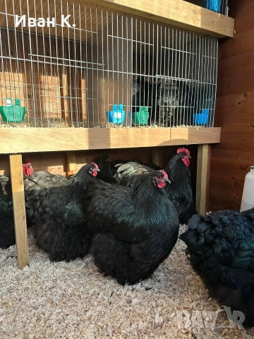 Продавам черен Орпингтон. , снимка 14 - Кокошки и пуйки - 53829349