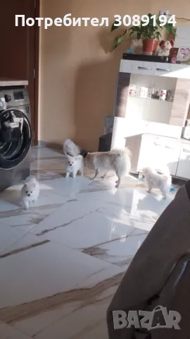 Мини шпиц-померан, снимка 4 - Померан - 47946390