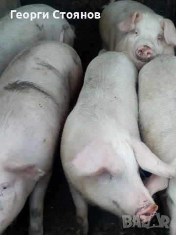 Свободни! Домашни прасета