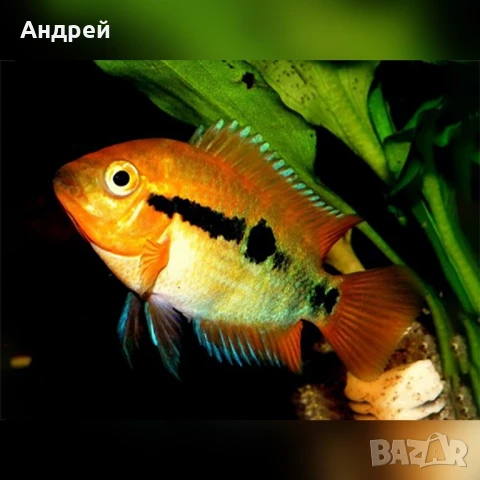 Herotilapia multispinosa