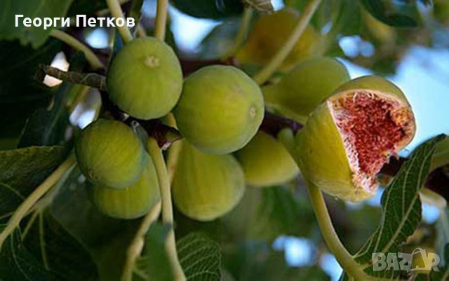 Фиданки на Бяла смокиня с височина 50-60 см. 