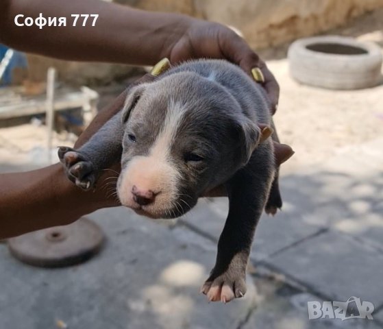 топ малки и страхотни кученца американски питбул всичките са сиви със сиви очи, снимка 3 - Питбул - 41636760