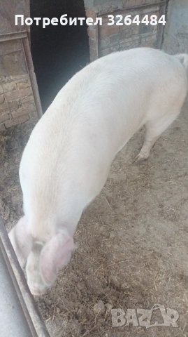 Продавам прасе, снимка 2 - Прасета - 52620877