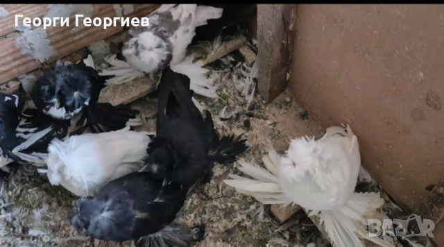 Гълъби бухари , снимка 7 - Гълъби - 52404966