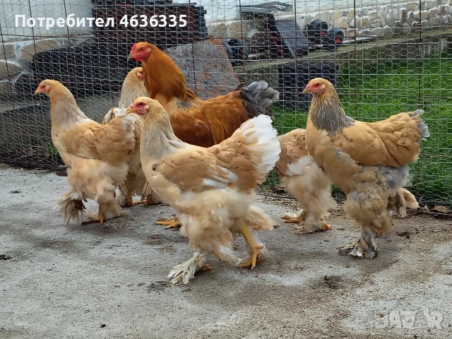 Брама Лимон, снимка 3 - Кокошки и пуйки - 53052574