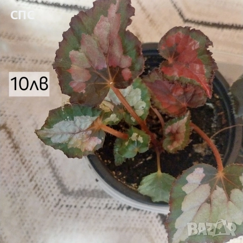 Бегонии в продажба , снимка 3 - Стайни растения - 52474816