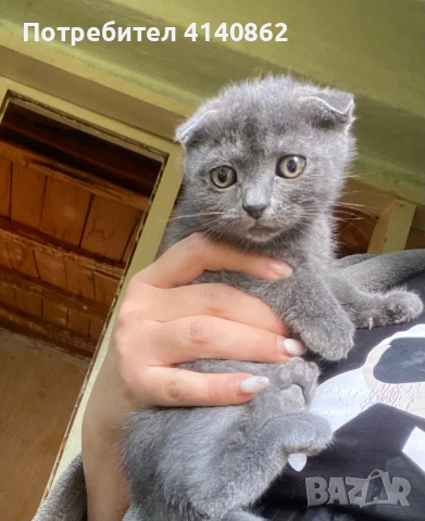 Шотландско клепоухо коте  , снимка 1