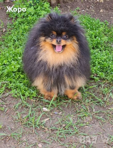 За разплод и продавам , снимка 2 - Померан - 42157230