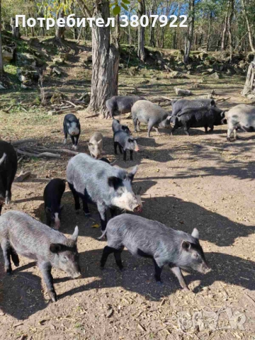 свободни прасета