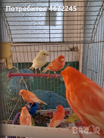 Канарчета, снимка 2 - Канари - 52696895