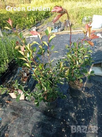 Фотиния Ред Робин , снимка 3 - Градински цветя и растения - 52006179