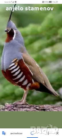 Планински пъдпъдъци , снимка 7 - други­ - 52923922