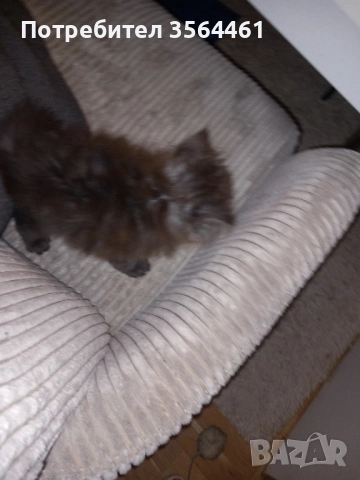 продавам персийско коте-мъжко, снимка 5 - Персийска - 52410928