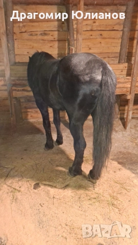Продава се жребец 6 годишен , снимка 2 - Коне - 52775674