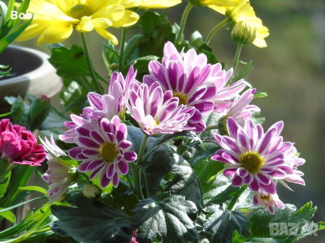 Sony Cyber-shot DSC-H400 – 63x Optical Zoom + аксесоари, снимка 5 - Фотоапарати - 53765466