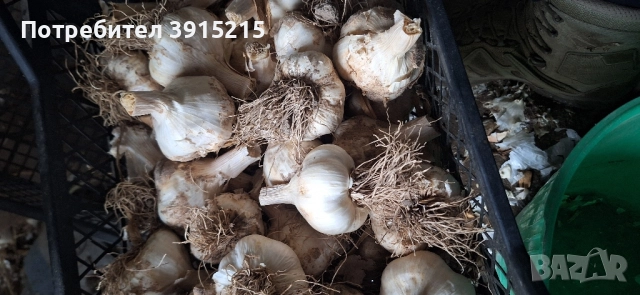 Български чесън.Имам и пролетен., снимка 3 - Домашни продукти - 52330286