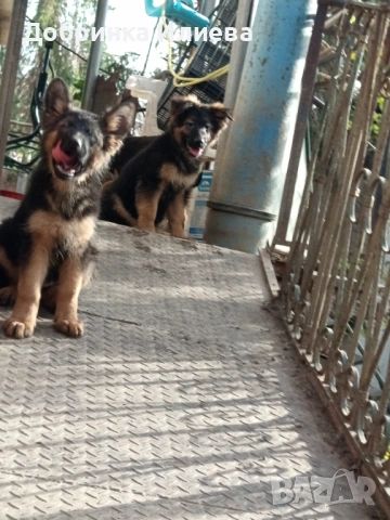 Продавам елитни немски овчарки, на 4 месеца, две ваксини, обезпаразитени., снимка 2 - Немска овчарка - 53387270