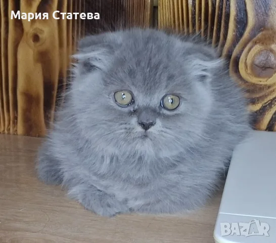 Британски и шотландки котета, снимка 6 - Британска късокосместа - 55710488