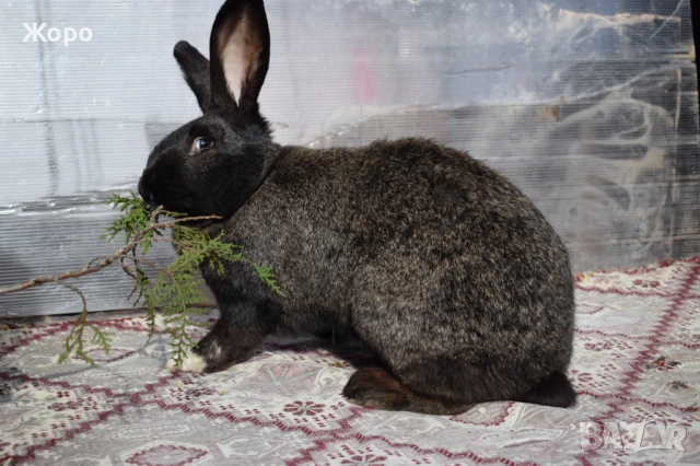 Зайци за разплод, снимка 2 - Други животни - 53611714