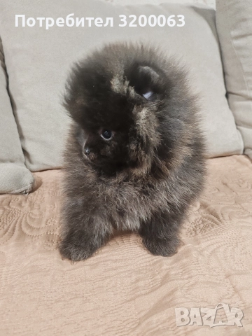 Померан мини мъжки и женско , снимка 3 - Померан - 52878318