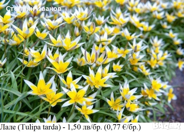 БОТАНИЧЕСКИ ЛАЛЕТА – ЛУКОВИЦИ, снимка 17 - Сортови семена и луковици - 52372825