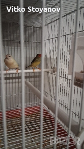 Различни видове амадини, снимка 4 - Амадини - 50326161