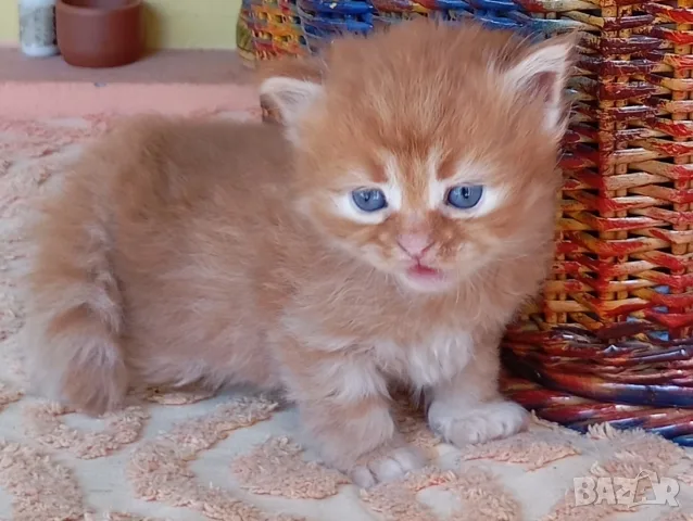 Сибирски котенца, сибирче, хипоалергично, коте, сибирска котка, снимка 7 - Сибирски - 56132083
