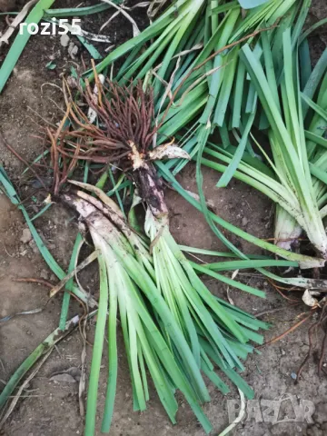 Продавам многогодишни студоустойчиви цветя от моята градина на гол корен., снимка 13 - Градински цветя и растения - 49873504