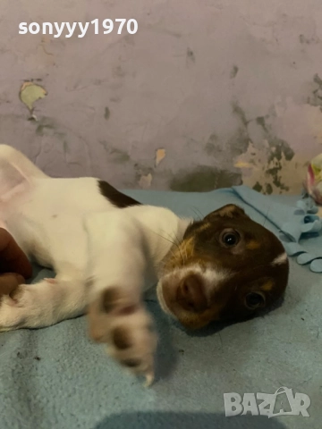 ДЖАК РЪСЕЛ 250ЛВ ЗА КУТРЕ С ВАКСИНА И ПАСПОРТ 1510250824, снимка 14 - Джак ръсел териер - 52059298