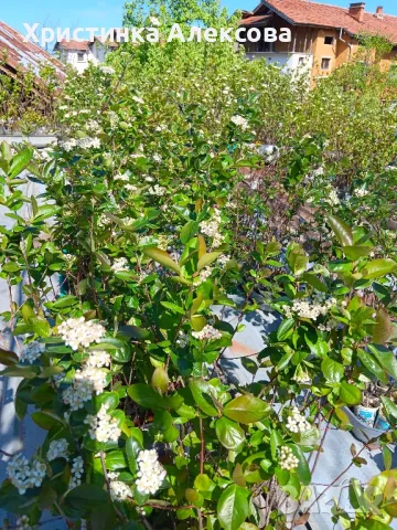 Разсад арония фиданки , снимка 6 - Разсади - 38606144