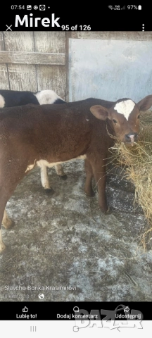 Раданово, снимка 5 - Крави - 52646901