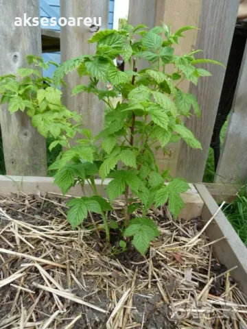 20 качествени Семена от Британска Есенна Златна Малина Златни наситени Сладки Малини плодове , снимка 12 - Сортови семена и луковици - 50222806