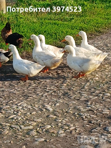 Крякащи йордечки, снимка 3 - Кокошки и пуйки - 51485050