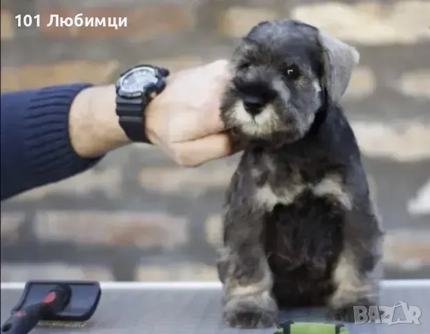 Мини Шнауцери сол пипер разцветка, снимка 6 - Други - 47450095